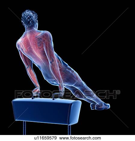 Stock Photo - Gymnast's muscles, illustration. Fotosearch