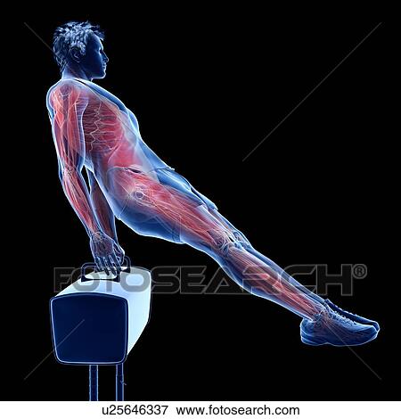Gymnast's muscles, illustration View Large Photo Image Stock Photo - Gymnast's muscles, illustration. Fotosearch