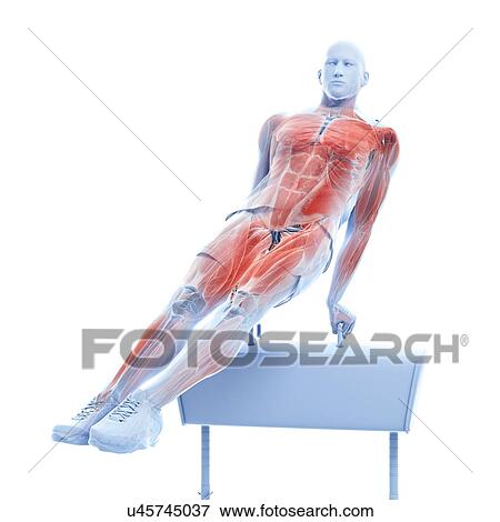 Stock Photo - Gymnast's muscles, illustration. Fotosearch