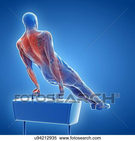 Stock Photography - Gymnast's muscles, illustration. Fotosearch