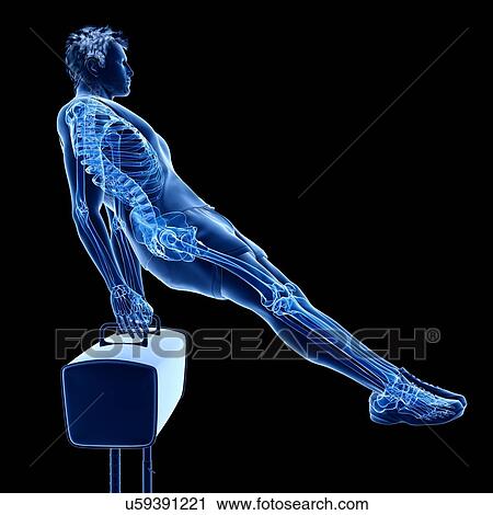 Stock Image - Gymnast's skeleton, illustration. Fotosearch