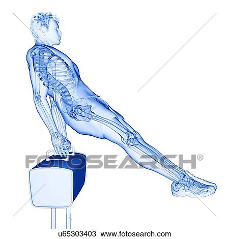 Stock Image - Gymnast's skeleton, illustration. Fotosearch