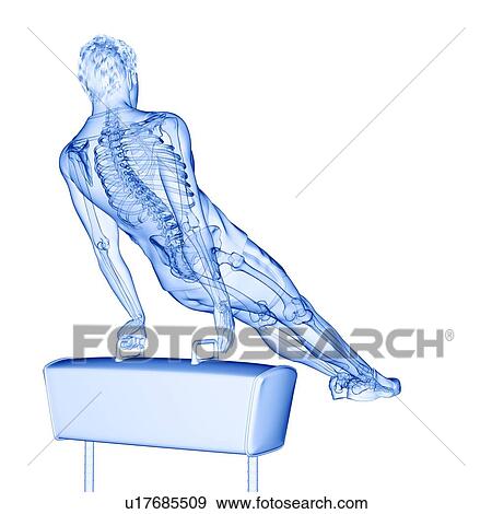 Stock Photo - Gymnast's skeleton, illustration. Fotosearch