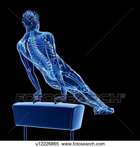Stock Photography - Gymnast's skeleton, illustration. Fotosearch