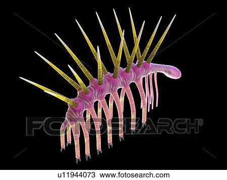Hallucigenia marine invertebrate, computer illustration. View Large Photo Image Stock Image - Hallucigenia marine invertebrate, computer illustration.. Fotosearch