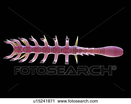 Stock Image - Hallucigenia marine invertebrate, computer illustration.. Fotosearch