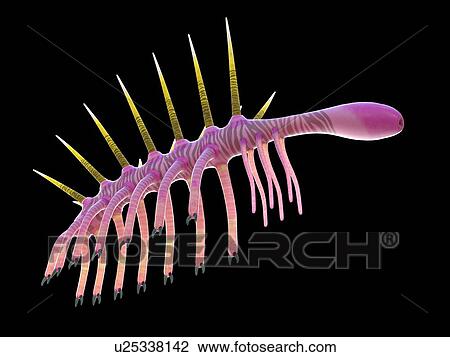 Stock Image - Hallucigenia marine invertebrate, computer illustration.. Fotosearch