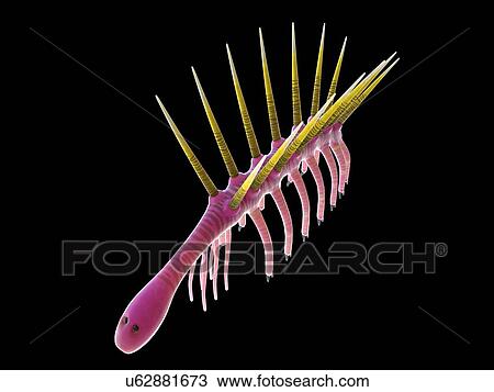 Hallucigenia marine invertebrate, computer illustration. View Large Photo Image Stock Image - Hallucigenia marine invertebrate, computer illustration.. Fotosearch