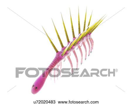Stock Image - Hallucigenia marine invertebrate, computer illustration.. Fotosearch