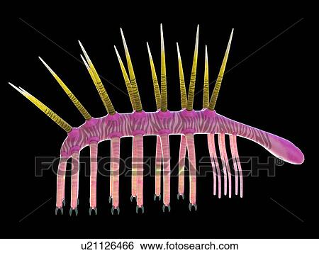 Hallucigenia marine invertebrate, computer illustration. View Large Photo Image Stock Photograph - Hallucigenia marine invertebrate, computer illustration.. Fotosearch