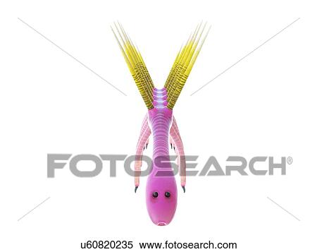 Stock Photography - Hallucigenia marine invertebrate, computer illustration.. Fotosearch