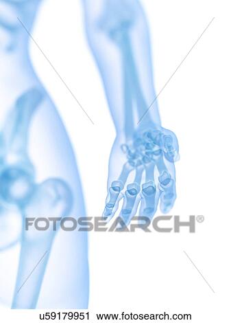 Hand bones, illustration View Large Photo Image Stock Image - Hand bones, illustration. Fotosearch