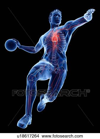 Picture - Handball player's heart, illustration. Fotosearch