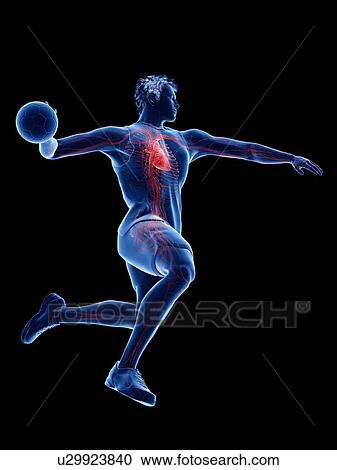 Stock Image - Handball player's heart, illustration. Fotosearch