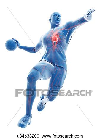 Handball player's heart, illustration View Large Photo Image Stock Image - Handball player's heart, illustration. Fotosearch