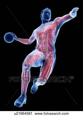 Handball player's muscles, illustration View Large Photo Image Stock Image - Handball player's muscles, illustration. Fotosearch