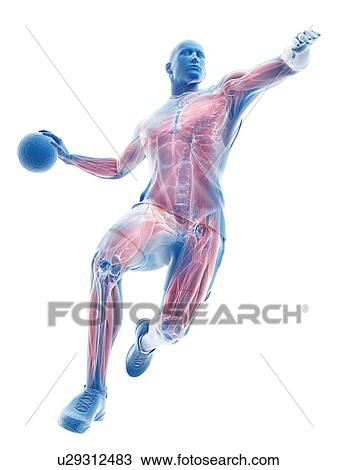 Stock Image - Handball player's muscles, illustration. Fotosearch