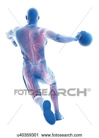 Handball player's muscles, illustration View Large Photo Image Stock Image - Handball player's muscles, illustration. Fotosearch