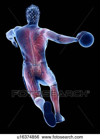 Stock Photograph - Handball player's muscles, illustration. Fotosearch