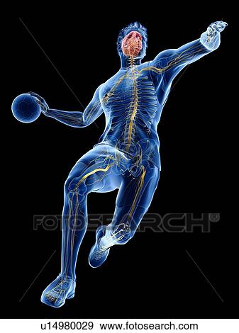 Stock Photo - Handball player's nervous system, illustration. Fotosearch