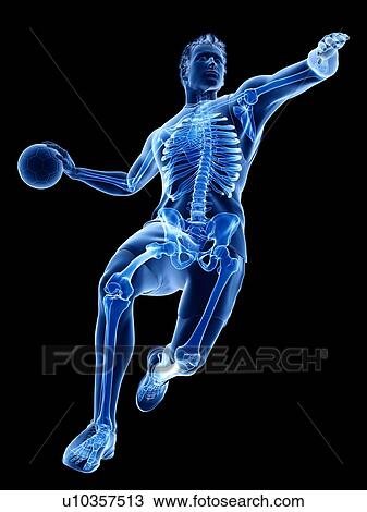 Handball player's skeleton, illustration View Large Photo Image Stock Image - Handball player's skeleton, illustration. Fotosearch