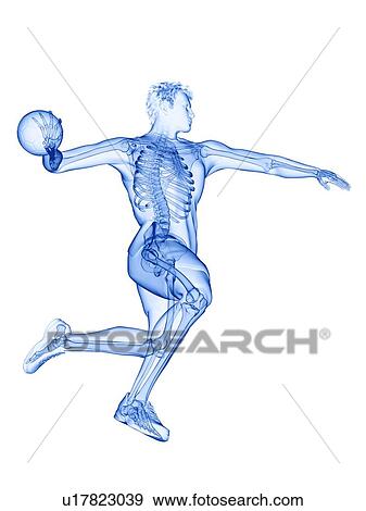 Handball player's skeleton, illustration View Large Photo Image Stock Photo - Handball player's skeleton, illustration. Fotosearch