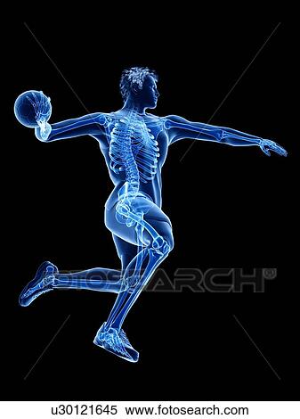 Handball player's skeleton, illustration View Large Photo Image Stock Photography - Handball player's skeleton, illustration. Fotosearch