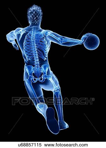 Handball player's skeleton, illustration View Large Photo Image Stock Photography - Handball player's skeleton, illustration. Fotosearch