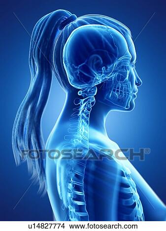 Head and neck anatomy, computer illustration. View Large Photo Image Picture - Head and neck anatomy, computer illustration.. Fotosearch