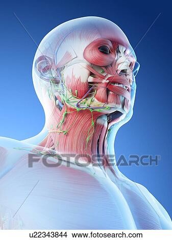 Head and neck anatomy, computer illustration. View Large Photo Image Picture - Head and neck anatomy, computer illustration.. Fotosearch