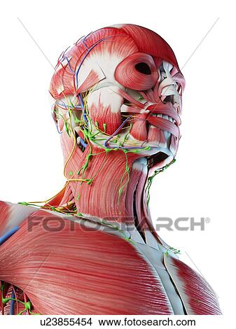 Picture - Head and neck anatomy, computer illustration.. Fotosearch