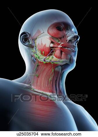 Picture - Head and neck anatomy, computer illustration.. Fotosearch
