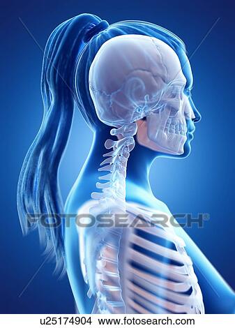 Picture - Head and neck anatomy, computer illustration.. Fotosearch