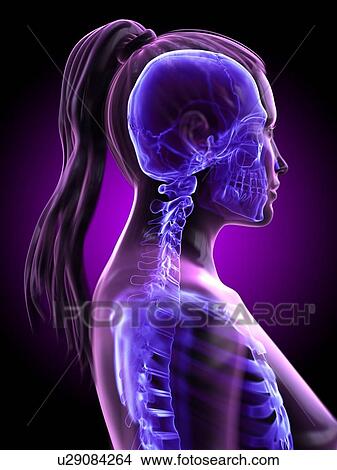 Picture - Head and neck anatomy, computer illustration.. Fotosearch