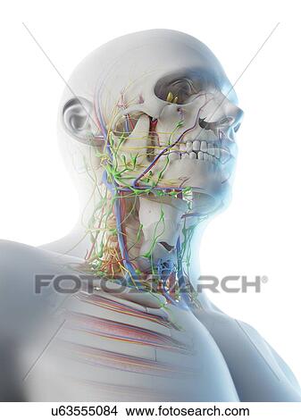 Picture - Head and neck anatomy, computer illustration.. Fotosearch