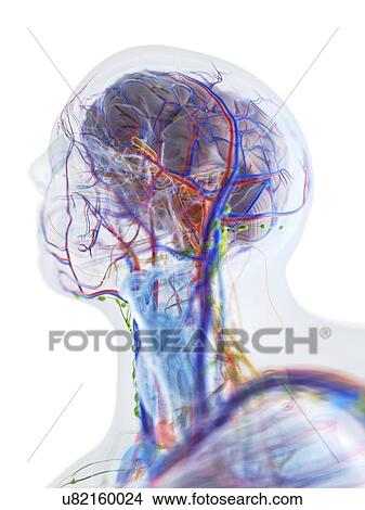 Head and neck anatomy, computer illustration. View Large Photo Image Picture - Head and neck anatomy, computer illustration.. Fotosearch