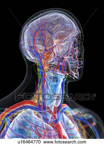 Stock Image - Head and neck anatomy, computer illustration.. Fotosearch