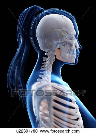 Stock Image - Head and neck anatomy, computer illustration.. Fotosearch