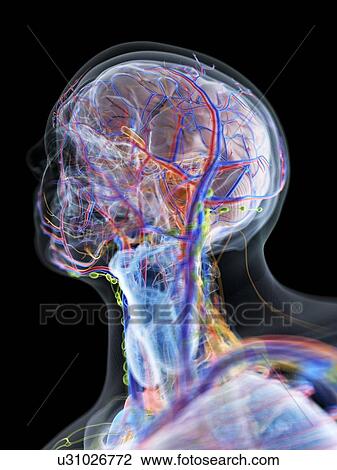 Head and neck anatomy, computer illustration. View Large Photo Image Stock Image - Head and neck anatomy, computer illustration.. Fotosearch