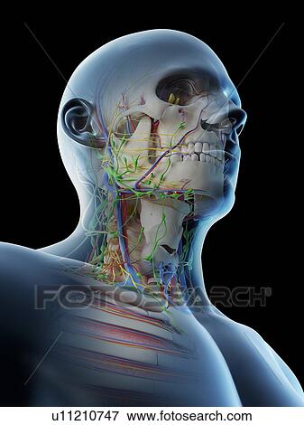 Stock Photo - Head and neck anatomy, computer illustration.. Fotosearch