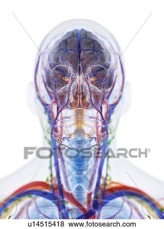 Stock Photo - Head and neck anatomy, computer illustration.. Fotosearch