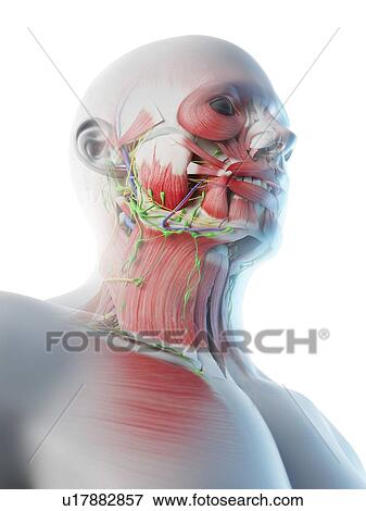 Stock Photo - Head and neck anatomy, computer illustration.. Fotosearch