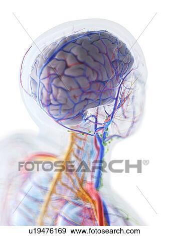 Stock Photo - Head and neck anatomy, computer illustration.. Fotosearch