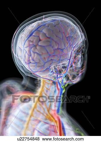 Stock Photo - Head and neck anatomy, computer illustration.. Fotosearch