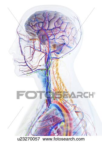 Stock Photo - Head and neck anatomy, computer illustration.. Fotosearch