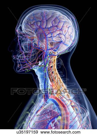 Head and neck anatomy, computer illustration. View Large Photo Image Stock Photo - Head and neck anatomy, computer illustration.. Fotosearch