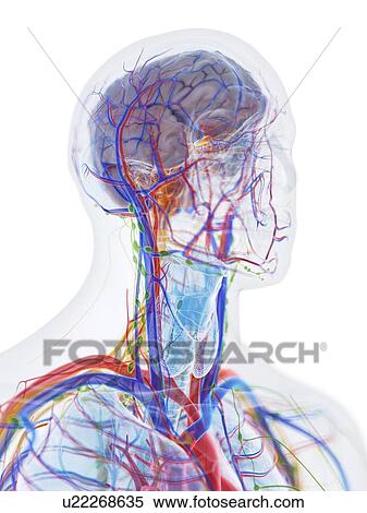 Head and neck anatomy, computer illustration. View Large Photo Image Stock Photography - Head and neck anatomy, computer illustration.. Fotosearch