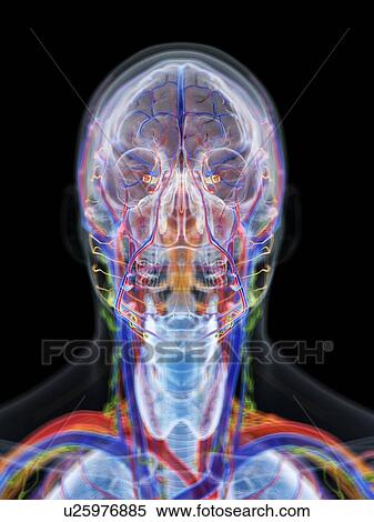 Head and neck anatomy, computer illustration. View Large Photo Image Stock Photography - Head and neck anatomy, computer illustration.. Fotosearch
