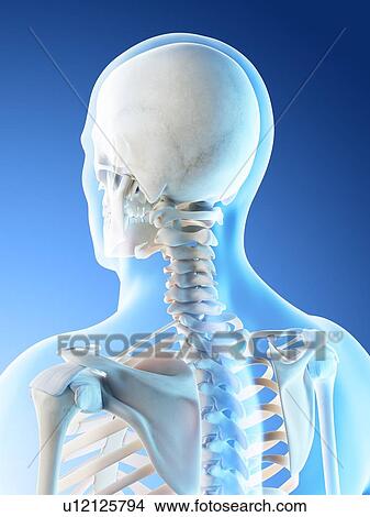 Picture - Head and neck bones, computer illustration.. Fotosearch