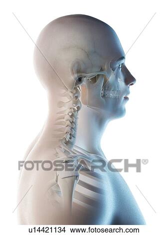 Head and neck bones, computer illustration. View Large Photo Image Picture - Head and neck bones, computer illustration.. Fotosearch